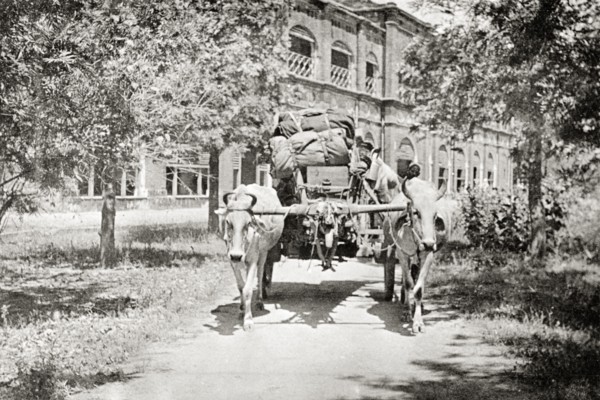 Ox cart laden with luggage. A pair of yoked oxen pull a cart loaded with camp kit leaving the