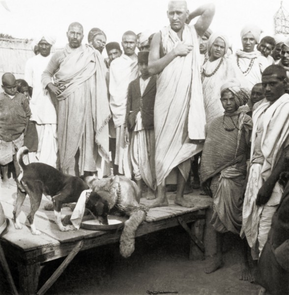 Live lion at the Ardh Kumbh Mela. A crowd of Hindu pilgrims at the Ardh Kumbh Mela gather around a