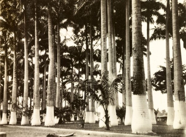 Painted palm trees, Costa Rica. A cluster of palm trees in Limon, all of which have had the bases