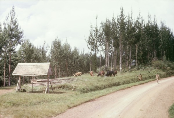 Bus stop at Mafuga. The bus stop at Mafuga: a pitched roof supported by wooden beams that was