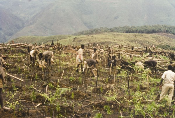 Planting pines at Mafuga Forest . Ugandan workers plant pine (Pinus patula) at Mafuga Forest.