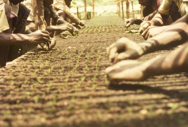 Pricking out seedlings at Mafuga Forest nursery. Ugandan workers prick out pine (Pinus patula)