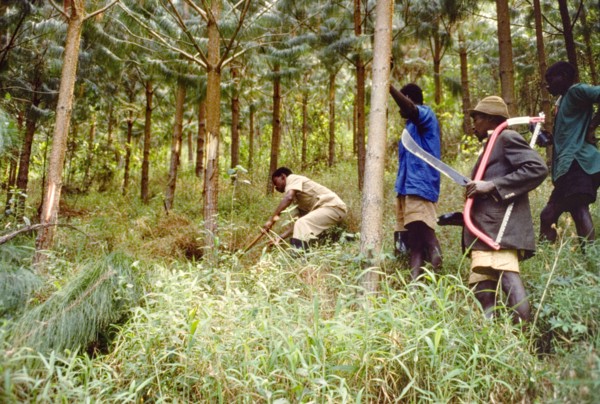 Thinning out the trees at Bugamba. A team of Ugandan Forest Rangers, equipped with saws, machetes