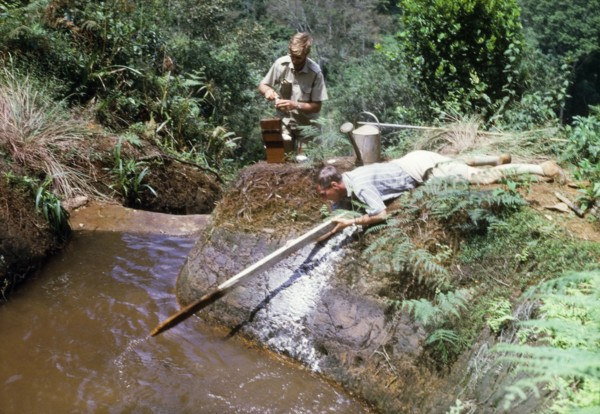 Liming and testing the water. Conservator Alec Watt lies flat on the banks of a forest nursery
