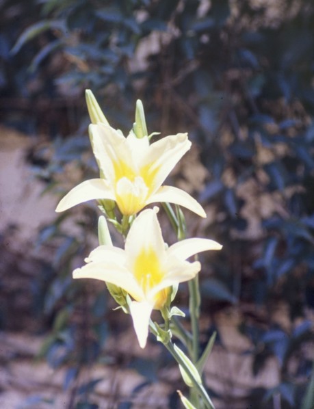 A day lily in flower. Close-up shot of a white and yellow day lily (genus Hemerocallis) in flower.