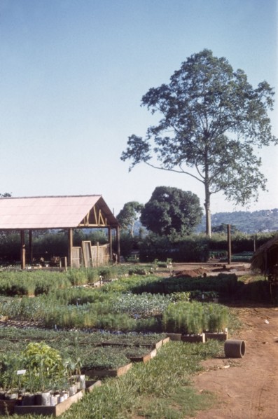Nakawa forest nursery. Propagated plants grow in beds at Nakawa forest nursery. A related caption