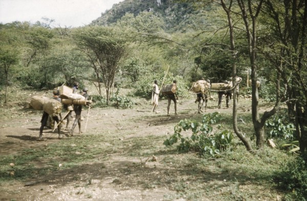 Suk porters leaving camp. Suk (Pokot) porters working with a British forestry survey team leave