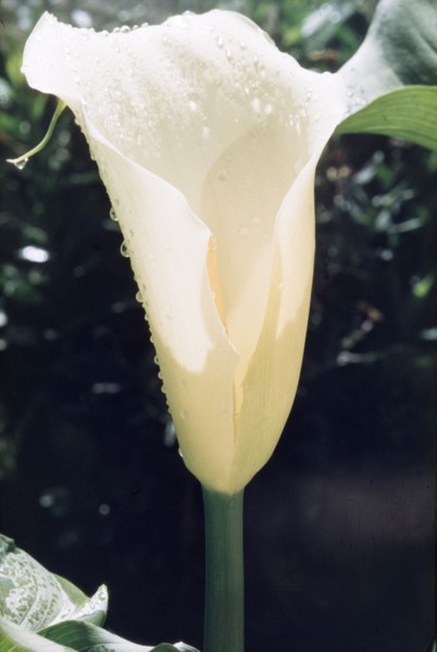 Arum Lily from Mount Elgon. Close-up shot of an arum, or calla lily, (Zantedeschia aethiopica)