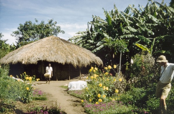 Thatched hut in Toro. A circular hut with a thatched roof backs onto a banana shamba near Fort