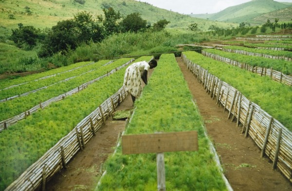 Forest nursery at Lendu. A woman tends pine (Pinus patula) seedlings planted in raised beds at a