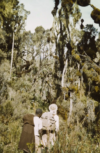 Giant heather forest in Rwenzori . David Pasteur, an Assistant District Commissioner in the giant
