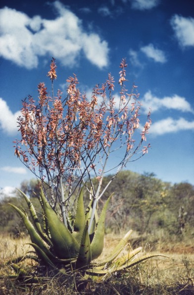 An Aloe plant in flower. Close-up shot of an Aloe plant in flower on the track to Kalapata. North