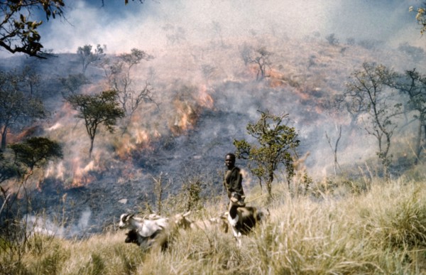 Goat boy and grass fire'. A young man herds goats in the Karasuk hills on the Kenya-Uganda border.