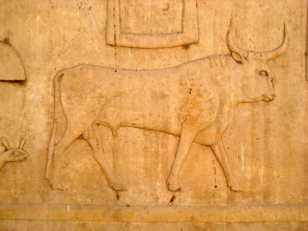 Hieroglyph of a sacred bull from a temple inscription