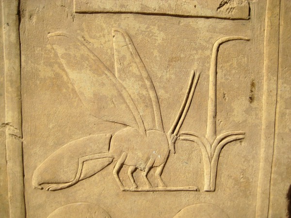 Hieroglyph of a bee from an inscription