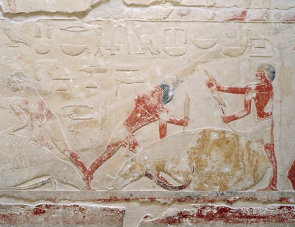 A relief in the tomb of Princess Sesh seshet Idut at Saqqara depict ing the quartering of oxen