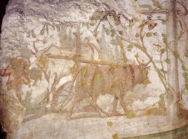 Painting from the Wardian tomb, depicting a saqia ( sakkiyeh ) or water wheel driven by two oxen