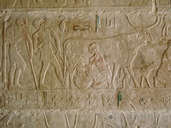 A relief in the tomb of Kagemni depicting a man milking a cow