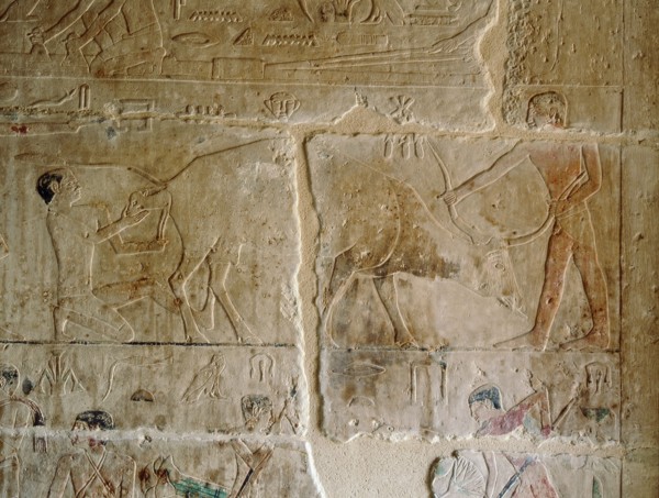 A relief in the tomb of Kagemni depicting two men assisting a cow calving
