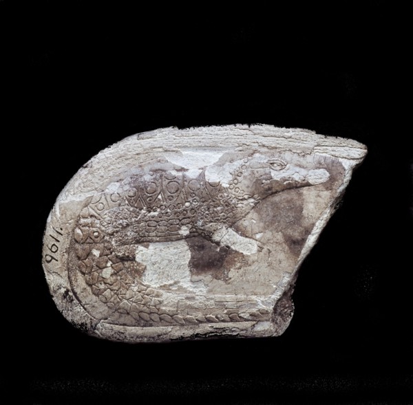 Fragment of throwstick shaped ivory wand, with representation of a crocodile