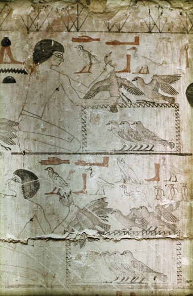 Master sketch from the unfinished chapel of Neferherptah, depicting bird catching scene