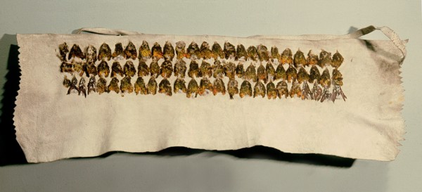 Headband made from hummingbird breasts mounted on deerskin