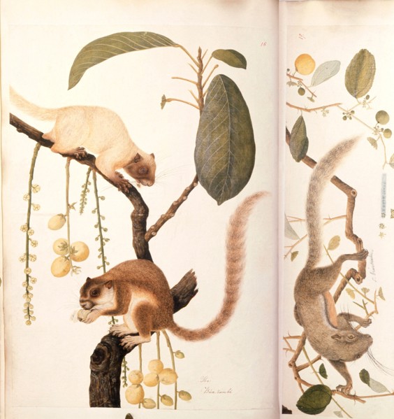 A drawing from the Marsden collection: Squirrels from Sumatra