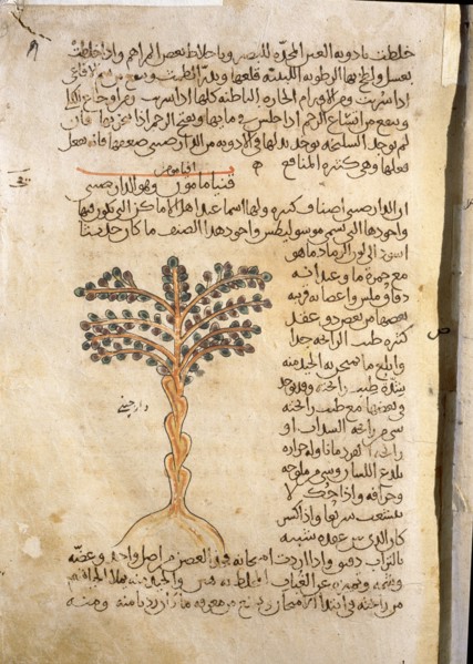 Folio 9r of the Arabic version of Dioscorides De Materia Medica