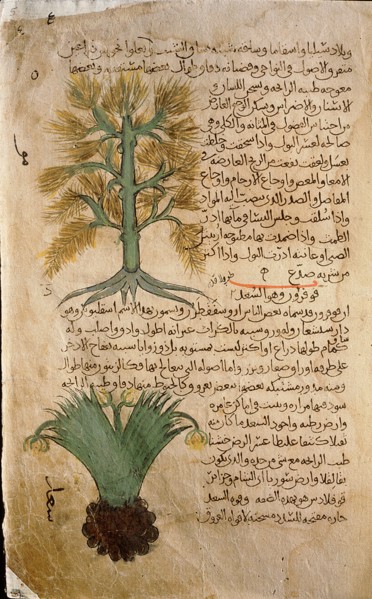 Folio 5r of the Arabic version of Dioscorides De Materia Medica