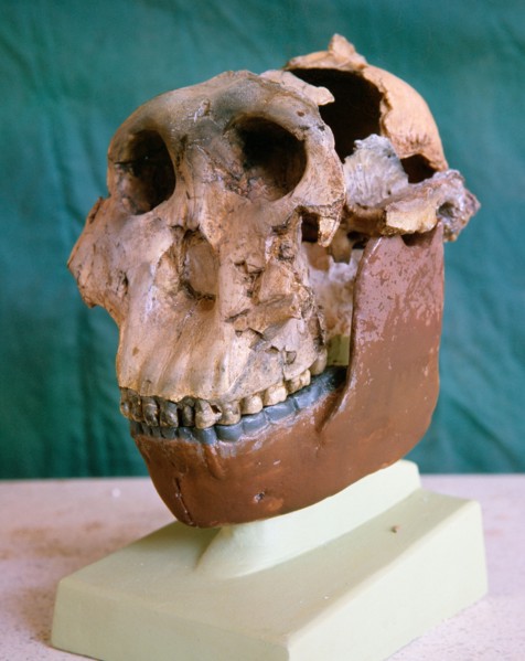 The Zinjanthropus skull, also known as Australopithecus Zinjanthropus Boisei or Nutcracker Man