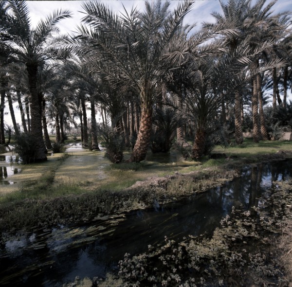 View of Fayum Oasis