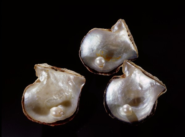 Three pearls displayed inside small oyster shells