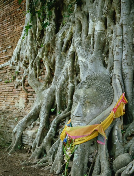 A head of Buddha propped at the foot of a tree has been entwined by the tree's roots carrying the Buddha upwards as it grows
