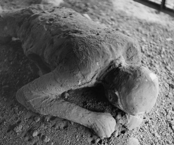 A Pompeiian victim of the eruption of Vesuvius