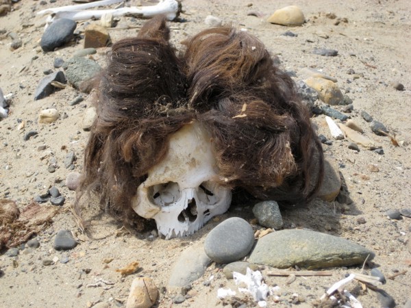 Pre-Columbian skull with the hair still attached