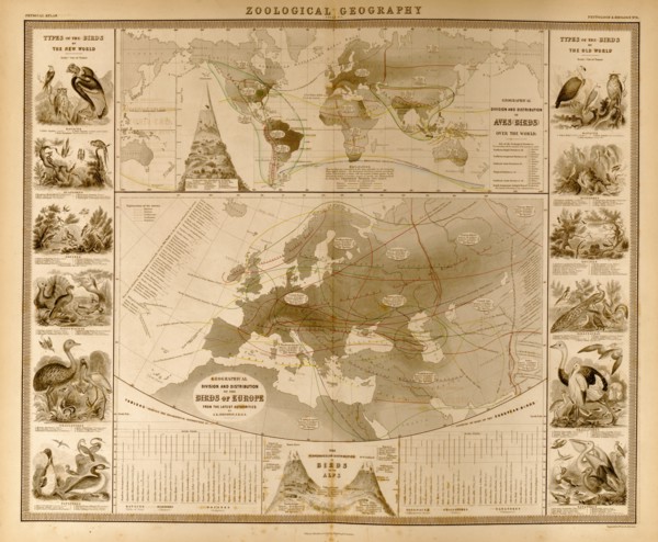 Zoological Geography; Birds of the World 1848