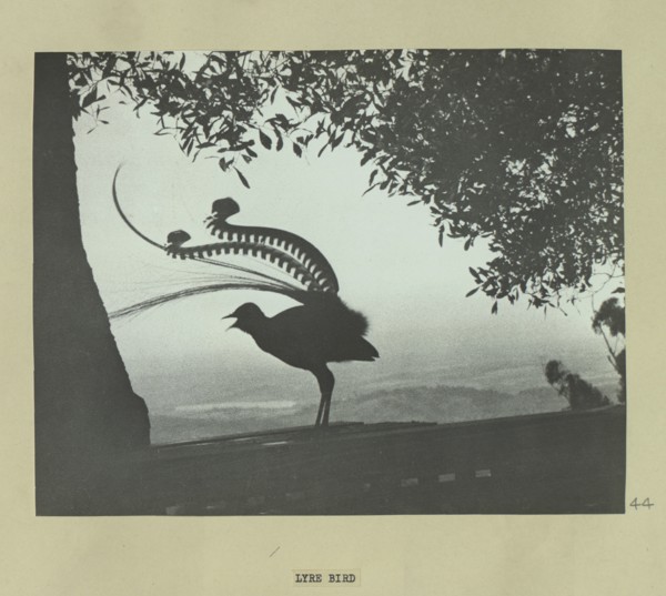 Lyre bird