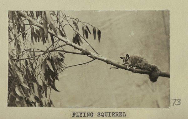 Flying squirrel