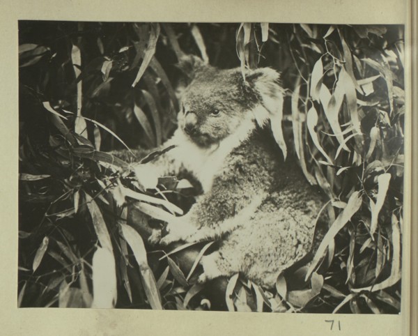 Koala bear