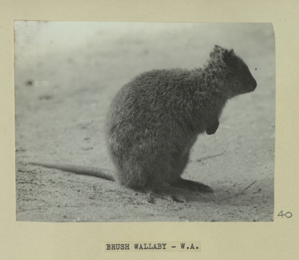 Brush wallaby, Western Australia