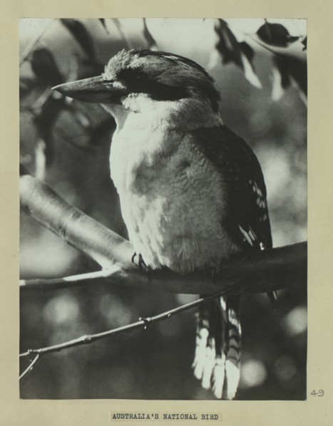 Kookaburra