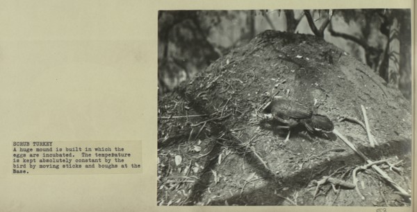Mound of the scrub turkey
