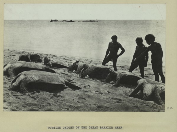 Turtles caught on the Great Barrier Reef