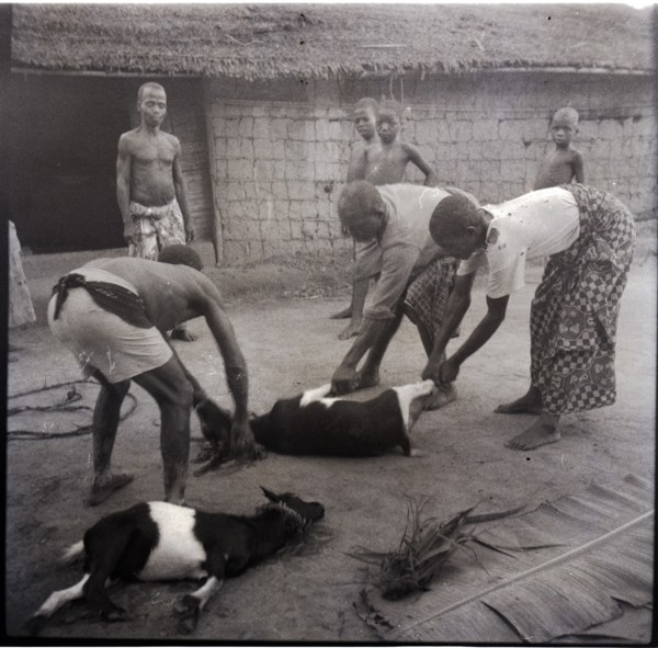 Bekundi meeting, killing the second goat
