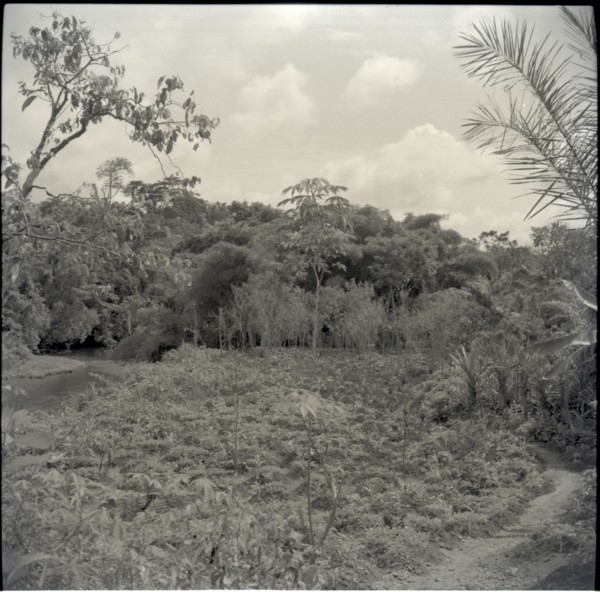 General view of Joseph Tambe's farm