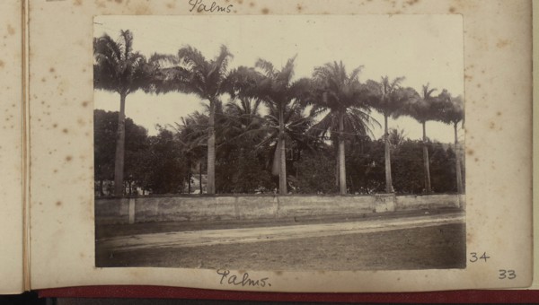 Palm trees