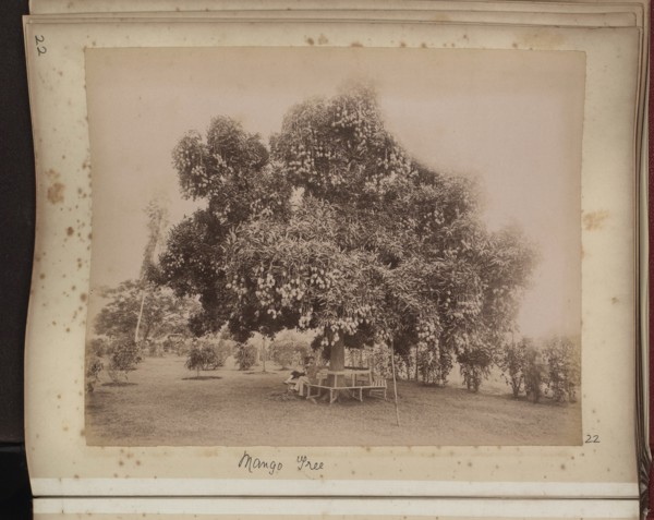 Mango tree