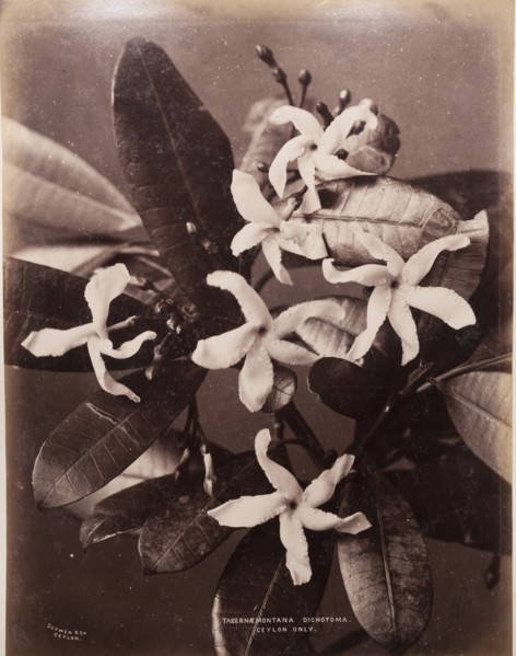 Rare flower of Sri Lanka