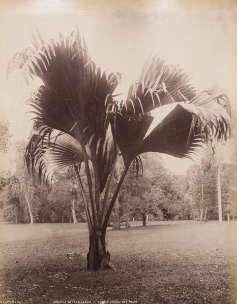 A Coco-de-Mer palm, Sri Lanka