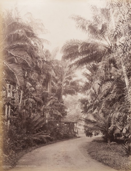 Peradeniya Botanical Gardens, Sri Lanka
